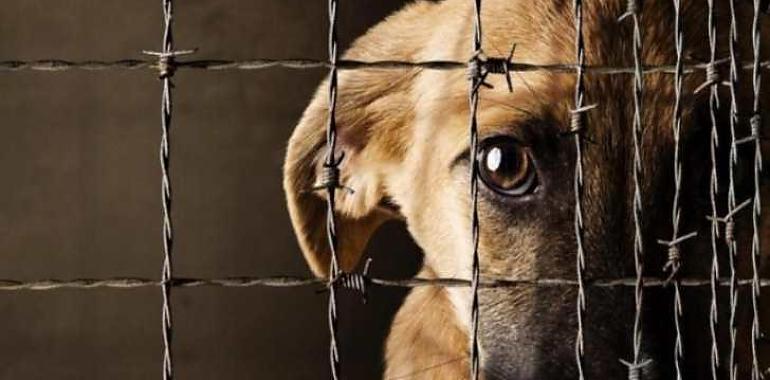 El infierno de Serín: una trabajadora destapó durante semanas el horror del criadero de Gijón donde fueron rescatados 339 perros