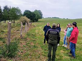 Asturias planta cara al fuego desde el monte: el modelo silvopastoral gana terreno en el Navia con inversión europea y resultados visibles