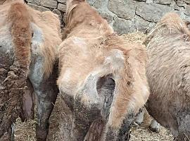 La ganadería de los horrores en el Oriente de Asturias: cuatro animales muertos, vacas famélicas y un matrimonio investigado por abandono animal