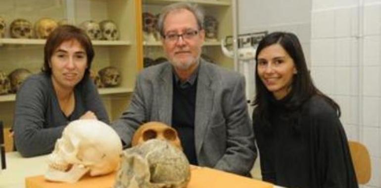 ¿Cómo ha evolucionado la forma del cráneo humano 