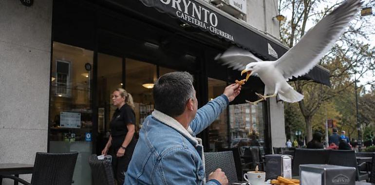 Gijón contraataca ante la invasión de las gaviotas: ataques a clientes, platos rotos y camareros aterrorizados por aves cada vez más agresivas
