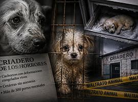 El horror tras las puertas del criadero de Serín: cachorros arrojados vivos al congelador, cesáreas sin anestesia y más de 300 perros rescatados en condiciones extremas