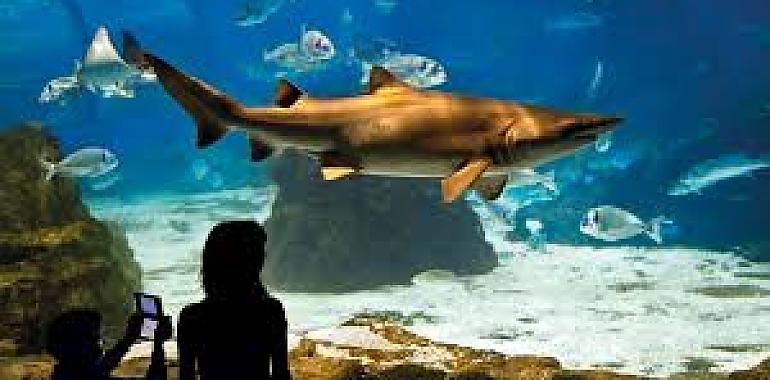 Tiburones, túneles submarinos y miles de peces: el plan perfecto en Barcelona para escapar del calor y viajar bajo el mar