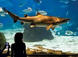 Tiburones, túneles submarinos y miles de peces: el plan perfecto en Barcelona para escapar del calor y viajar bajo el mar
