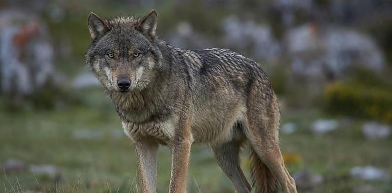 Asturias entra en una nueva guerra del lobo: el Principado detecta ya cerca de 50 manadas y prepara el regreso de los controles