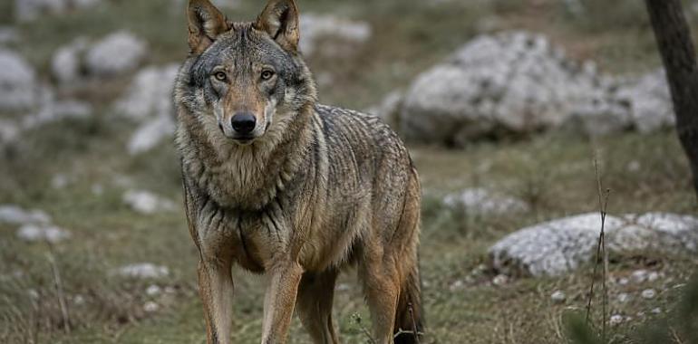 Lobos del norte para salvar al sur: UPA propone sacar ejemplares jóvenes de zonas como Asturias para aliviar a la ganadería