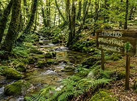 El escudo verde de Asturias: los bosques que frenan el fuego, guardan agua y pueden salvar a los pueblos que se vacían