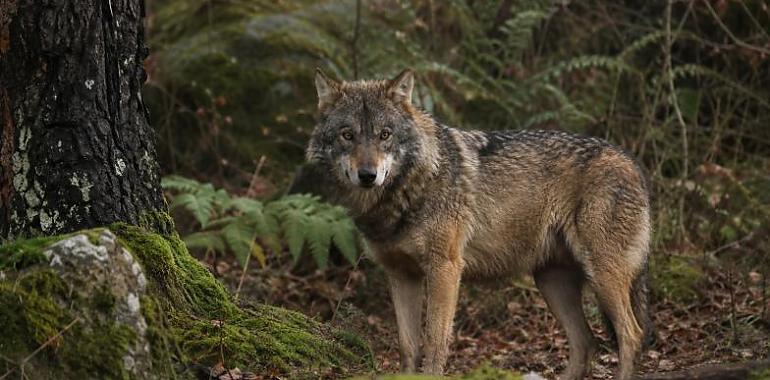 Asturias reactiva el control del lobo tras blindar jurídicamente su plan de gestión