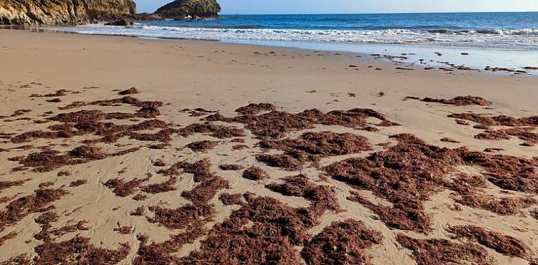 Arranca la campaña del ocle en Asturias: dónde se podrá extraer, cuánto y con qué controles