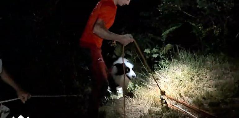 Covi, el perro que no ladraba: siete horas de búsqueda nocturna, drones térmicos y un rescate feliz en un acantilado de Ribadesella