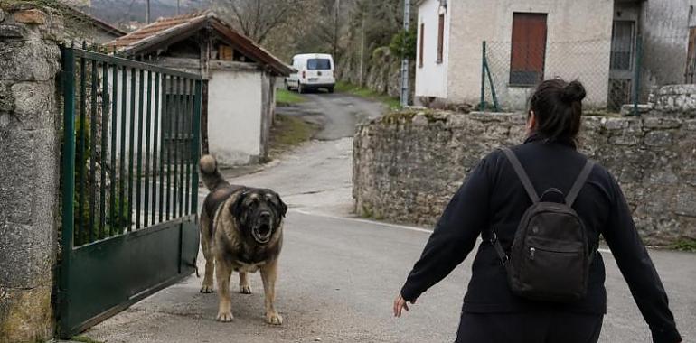 Un mastín hiere gravemente a una trabajadora en Turón y reabre la preocupación por los perros sin control