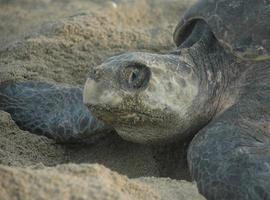 la conservación de tortugas marinas tuvo un positivo balance en 2011