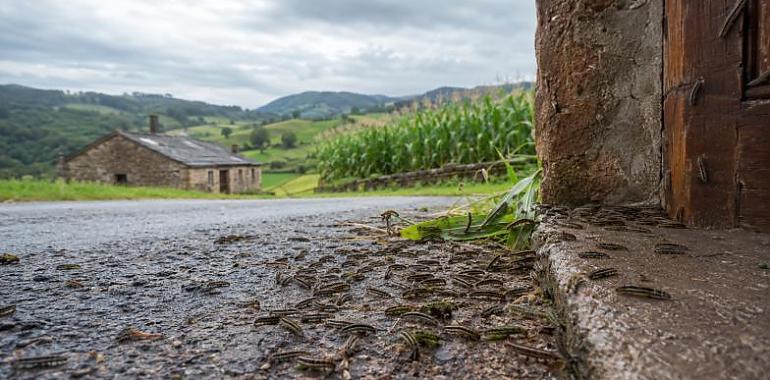 Una invasión de orugas entra en las casas de Tineo y alcanza Valdés: qué está pasando y hasta dónde puede llegar