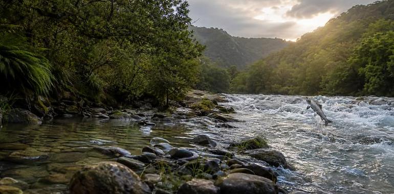 Cero en el Eo y cupo agotado en el Narcea: la brecha salmonera que parte Asturias en dos