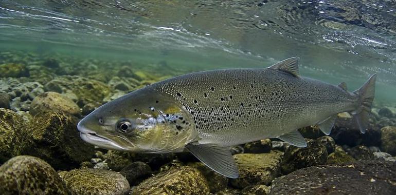 Asturias prepara un año casi sin pesca del salmón: solo se permitirá capturar el Campanu en cada río