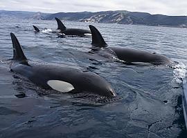 Alerta entre Estaca de Bares y Luarca: las orcas inutilizan dos veleros y hunden un tercero