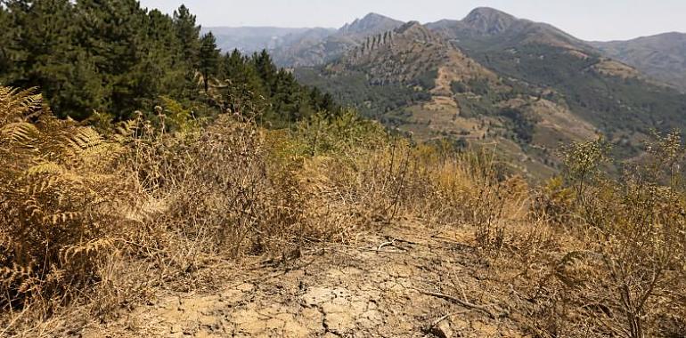 Asturias entra en riesgo extremo de incendio: tres concejos en nivel máximo y hasta 37 grados en Cangas