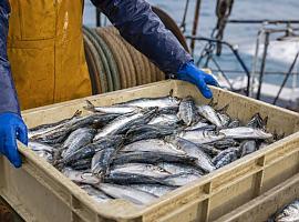 Asturias se queda sin sardina en plena temporada alta: la flota deberá cerrar la campaña este sábado