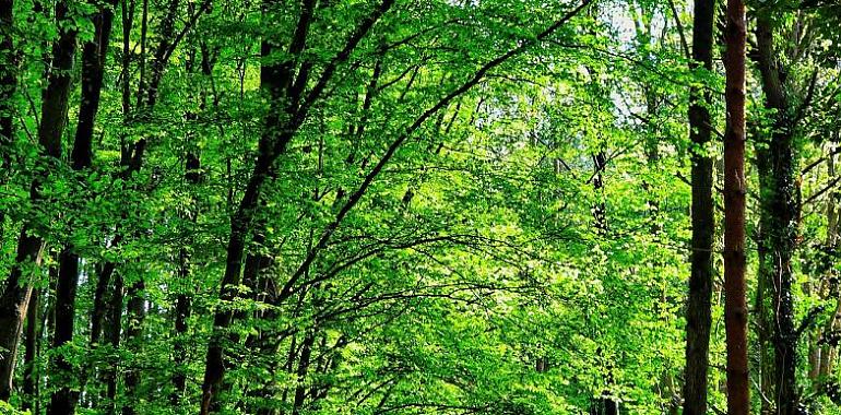 Asturias moviliza más de 333 millones para proteger el territorio, prevenir incendios y gestionar los recursos naturales