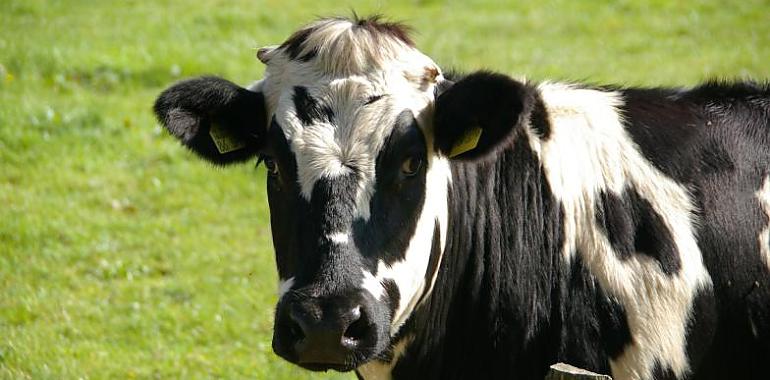 Asturias destina 300.000 euros a modernizar explotaciones agrarias y reforzar la actividad del campo