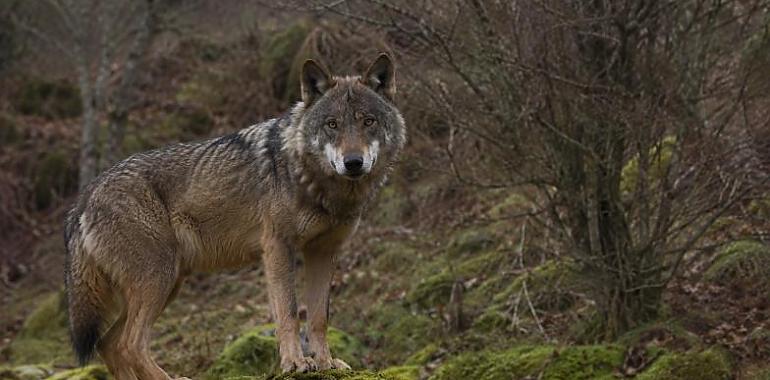 Guerra abierta por el censo del lobo: Asturias exige al Ministerio que rectifique y defiende a sus técnicos