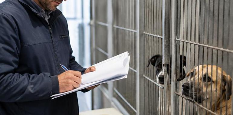 Oviedo deja desierto el contrato del albergue de animales tras excluir a Athinsa por incumplir requisitos de formación