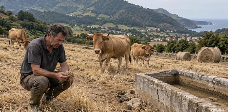 La sequía golpea al campo asturiano: Asturias prepara ayudas urgentes ante la pérdida de pastos y forrajes