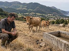 La sequía golpea al campo asturiano: Asturias prepara ayudas urgentes ante la pérdida de pastos y forrajes