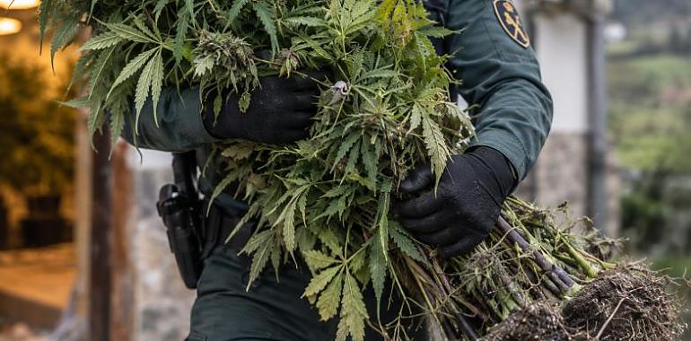 Una casa de alquiler, una denuncia por destrozos y dos plantaciones: así cayó un cultivo de marihuana en Llanera