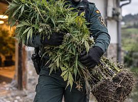 Una casa de alquiler, una denuncia por destrozos y dos plantaciones: así cayó un cultivo de marihuana en Llanera
