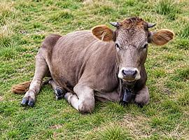 La vaca Parda busca sitio en el futuro del campo asturiano: genética, queso y rentabilidad a debate en Gijón