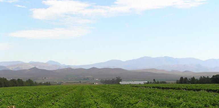 Los satélites ayudan a cultivar la uva perfecta