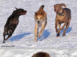 Un gen relacionado con la diversidad se encuentra inactivo en perros, lobos y coyotes