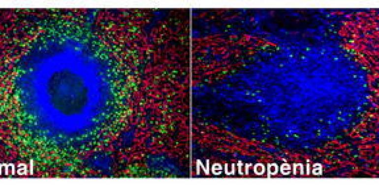 Se descubre la existencia de neutrófilos en el bazo