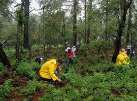 México, cuarto lugar mundial en reforestación