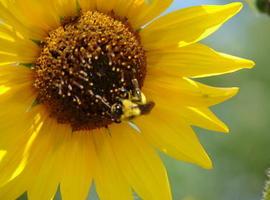 Las abejas de miel contribuyen a la producción de frutas silvestres en áreas rurales de montaña