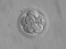 El Ministerio propone la especialidad de Genética y Embriología Clínica tras la solicitud planteada por ASEBIR