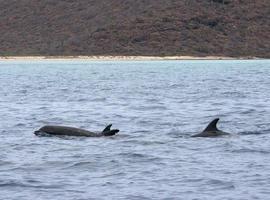 La Isla Espíritu Santo, tesoro de biodiversidad