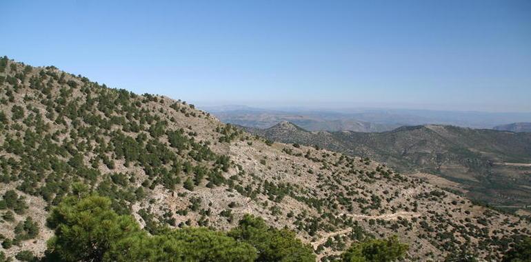 Murcia dona 24.000 ejemplares de especies forestales a organizaciones para mejora de los ecosistemas 