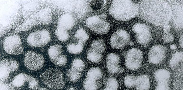 OMS teme resultados resultados dañinos de investigaciones sobre la gripe aviar