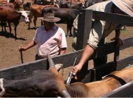 Medidas de prevención por nuevo foco de fiebre aftosa en Paraguay