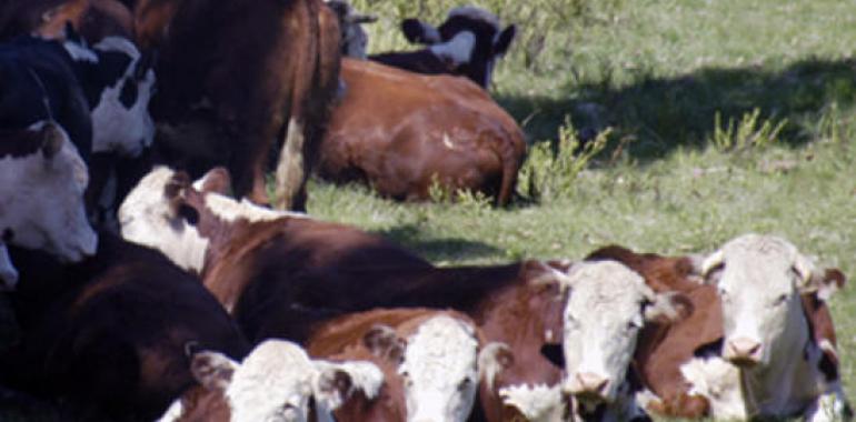 Uruguay intensifica medidas para evitar el ingreso de aftosa al país desde Paraguay 