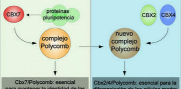 Las proteínas Cbx determinan el presente y futuro de las células madre