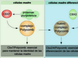 Las proteínas Cbx determinan el presente y futuro de las células madre