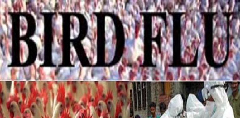 Bird flu panic in NE Indian state of Agartala 