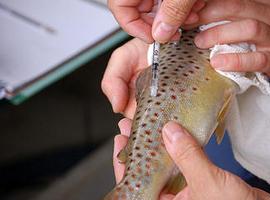 Investigadores de Oviedo hallan una nueva técnica contra la pesca furtiva