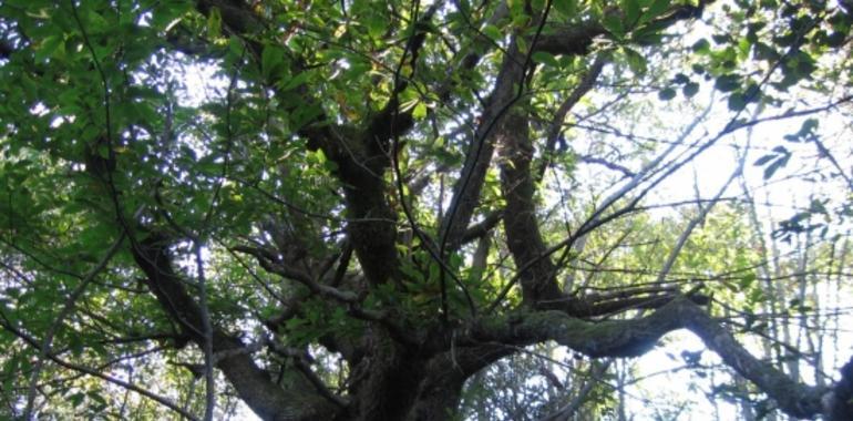 Exposición fotográfica I Concurso de los Bosques de las Foces del Raigosu