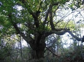 Exposición fotográfica \I Concurso de los Bosques de las Foces del Raigosu\