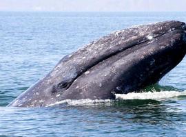 Se inicia la temporada de avistamiento de ballenas 