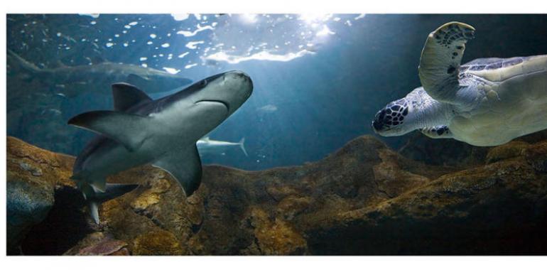 El Acuario de Gijón en plan didáctico